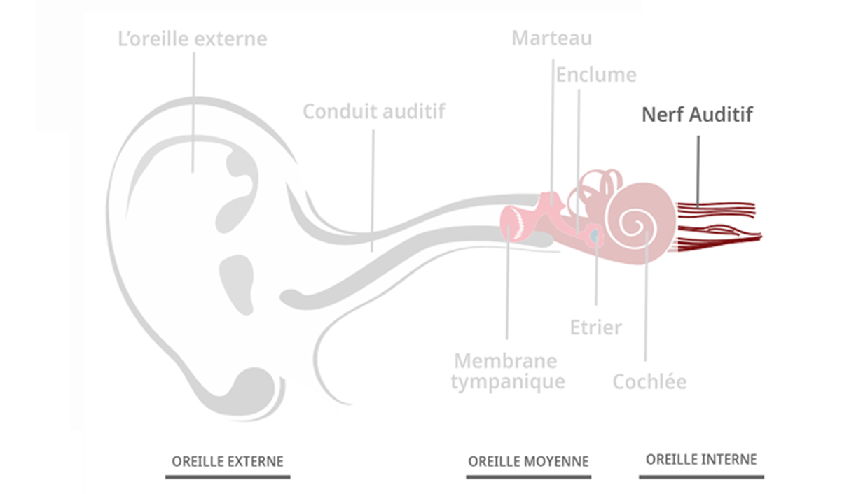 Schéma de l'oreille